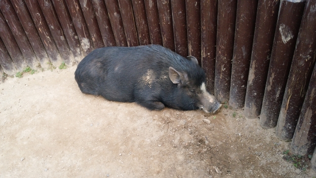 ミニブタとマイクロブタの違いとは？大人のサイズや品種の真実を解説 | 珍ペット図鑑