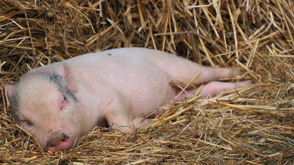 マイクロブタの飼い方完全ガイド:ペットとしての魅力と注意点 | 珍ペット図鑑