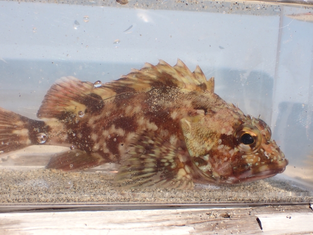 【カサゴ飼育ガイド】初心者でもわかる!カサゴの特徴、飼い方、注意点 | 珍ペット図鑑