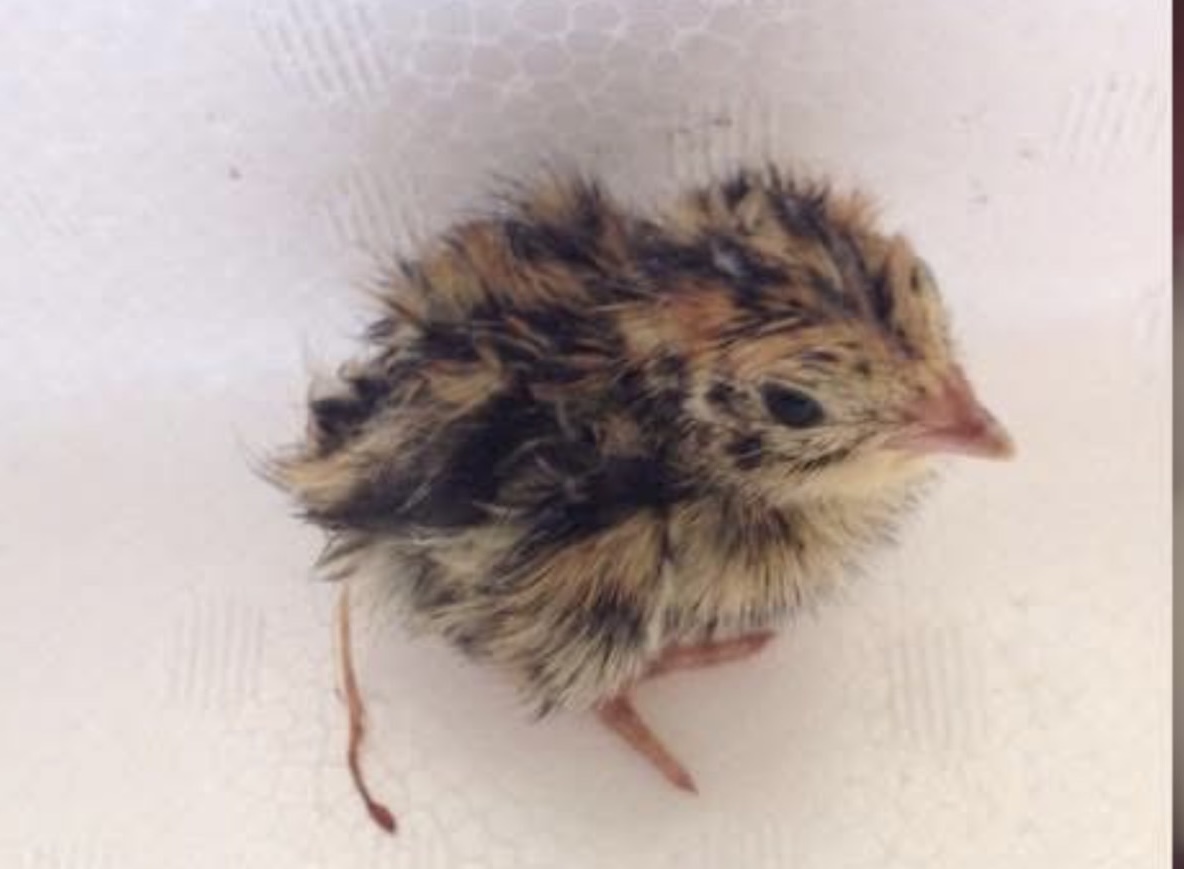 うずらのペットとしての飼い方と注意点【初心者向けガイド】 | 珍ペット図鑑