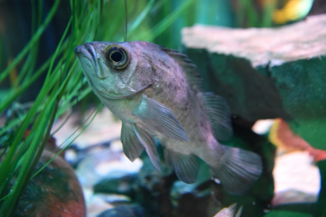 海・川・湖の生き物