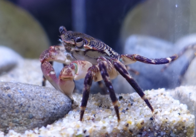 イソガニ飼育の完全ガイド|これだけで初心者でも安心! | 珍ペット図鑑