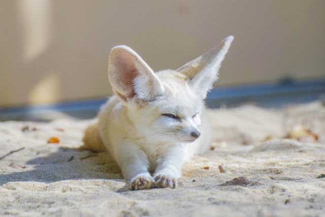 フェネックを飼うのは難しい？初心者が知っておくべきこと総まとめ【2025年】 | 珍ペット図鑑